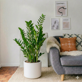 Zamioculcas zamiifolia, Zanzibar Gem or ZZ Plant