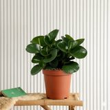 Peperomia obtusifolia, Baby Rubber Plant or Pepper face 10 – 15cm