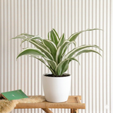 Dracaena Deremensis "Warneckii"