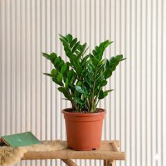 Zamioculcas zamiifolia, Zanzibar Gem or ZZ Plant