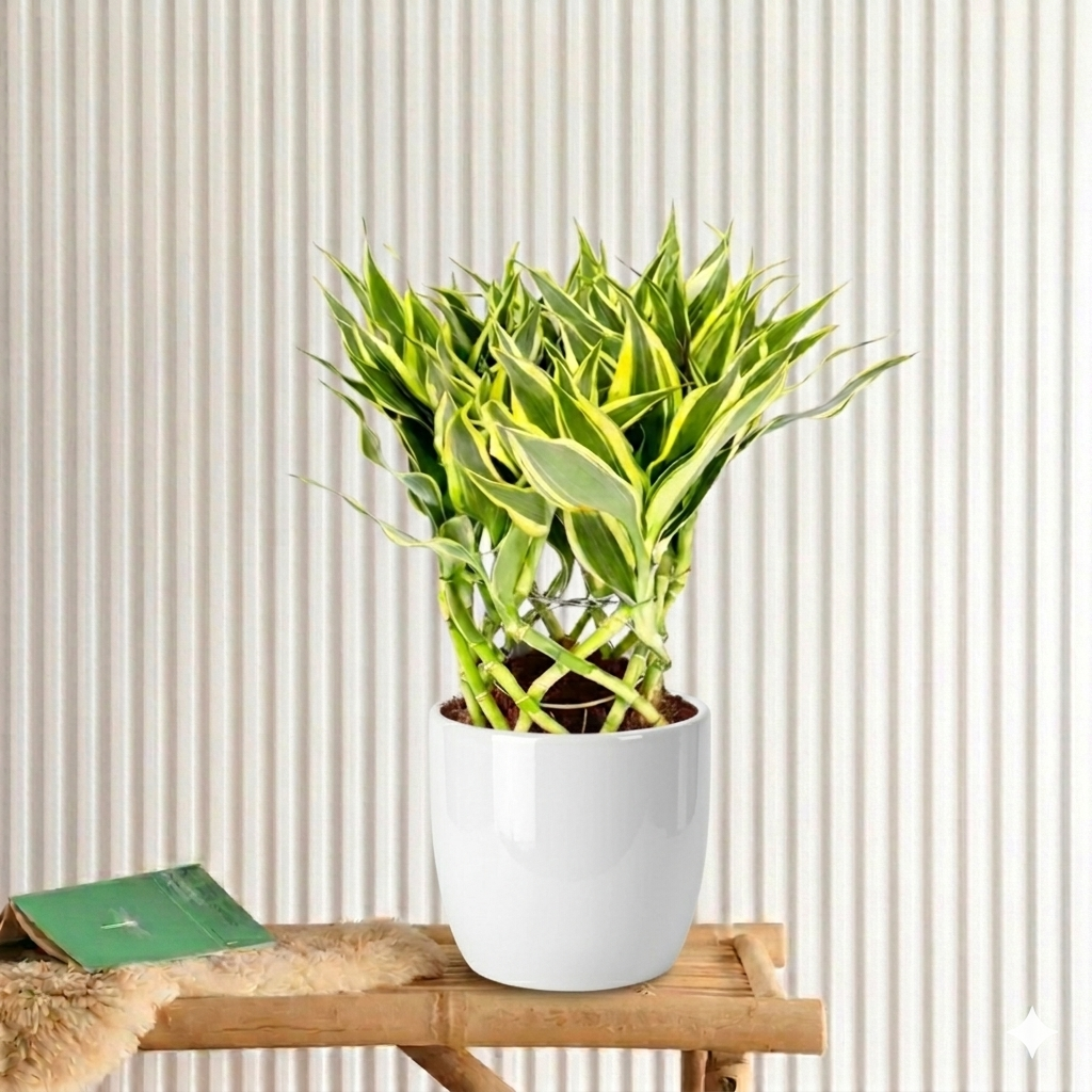 Dracaena Sanderiana | Ribbon Dracaena