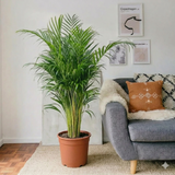 Areca Palm Holland | UAE's Best-Selling Palm!