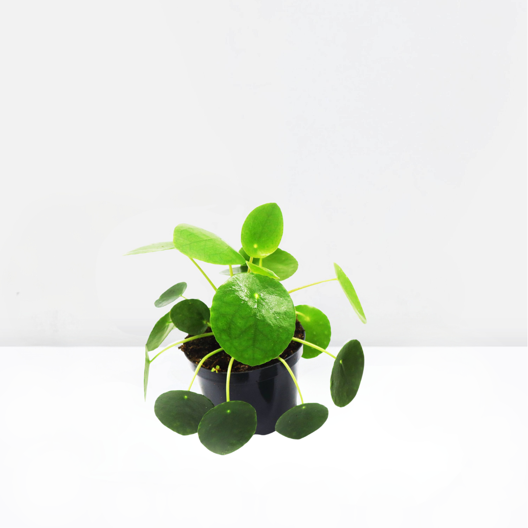 Pilea Peperomioides Mini "Chinese Money Plant"