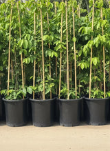 Quisqualis indica Or Rangoon Creeper