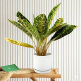 Aglaonema spp | Aglaomema Mix 25-30cm
