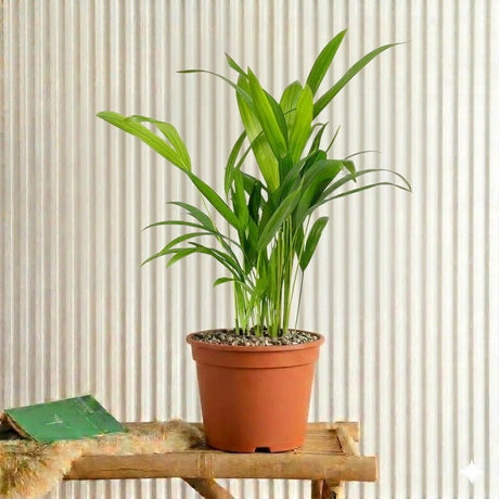 dracaena surculosa aurea Dracaena Surculosa Aurea