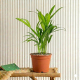 Areca Palm Holland | UAE's Best-Selling Palm!