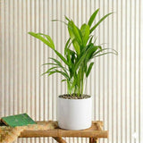 Areca Palm Holland | UAE's Best-Selling Palm!