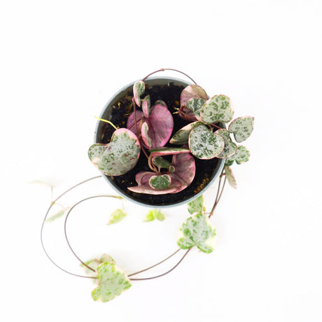 Ceropegia woodii or String of Hearts "Variegated" Hanging