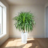Multi-Head Dracaena: The 'Beast'iful Attention-Grabber