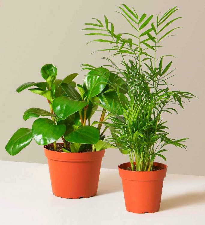 Pets Friendly Plants Bundle