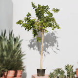 Pongamia glabra or Pongame oil Tree