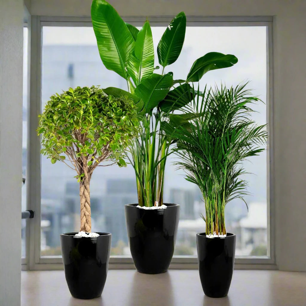 Premium Potted XL Bird of Paradise, Braided Bonsai & Large Areca Bundle | Elevate Your Home Decor