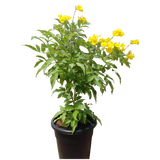 Tecoma stans or Yellow Bells