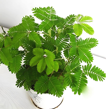 Touch-Me-Not "Mimosa Pudica" (Indoor)