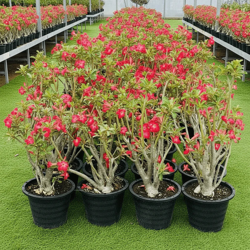 Adenium obesum Or Desert Rose وردة الصحراء
