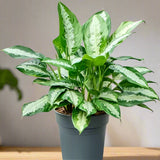 aglaonema pataya Aglaonema Pattaya Beauty – Cacti