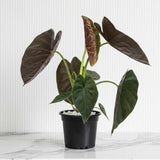 Alocasia Wentii "Hardy Elephant's Ear"30-40cm