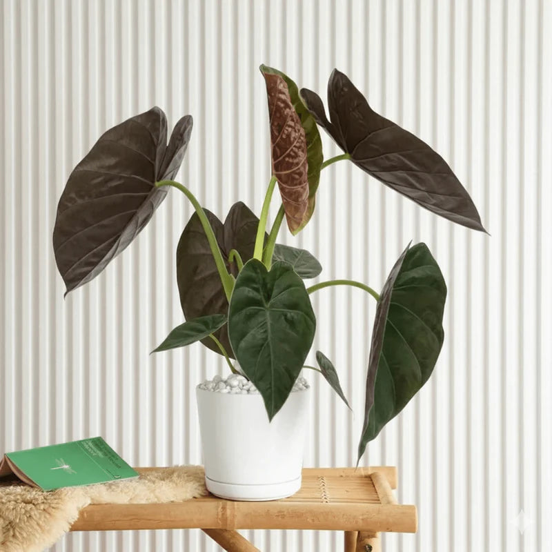 Alocasia Wentii "Hardy Elephant's Ear"30-40cm