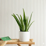 Aloe vera "Indoor" or Medicina Aloe 25-30cm الألوة فيرا