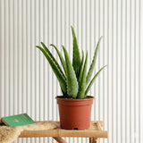 Aloe vera "Indoor" or Medicina Aloe 25-30cm الألوة فيرا