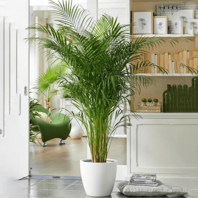 Areca Palm Holland | UAE's Best-Selling Palm!