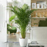 Areca Palm Holland | UAE's Best-Selling Palm!