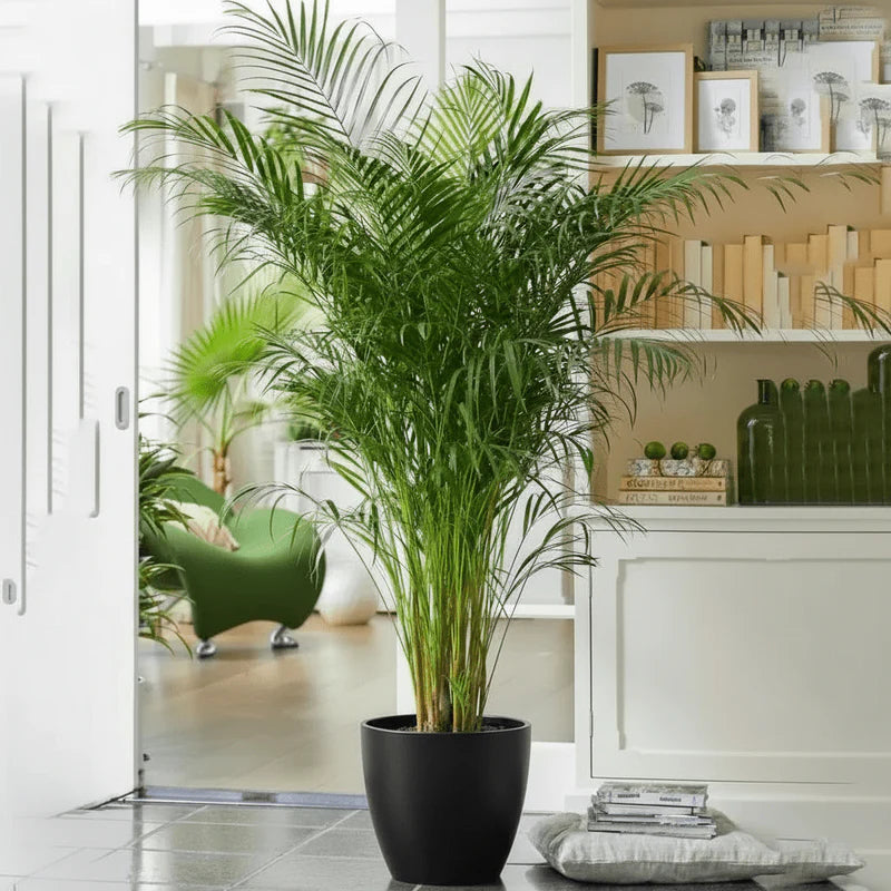 Areca Palm Holland | UAE's Best-Selling Palm!