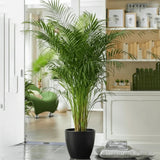 Areca Palm Holland | UAE's Best-Selling Palm!