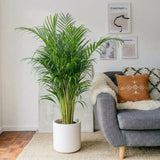 Areca Palm Holland | UAE's Best-Selling Palm!