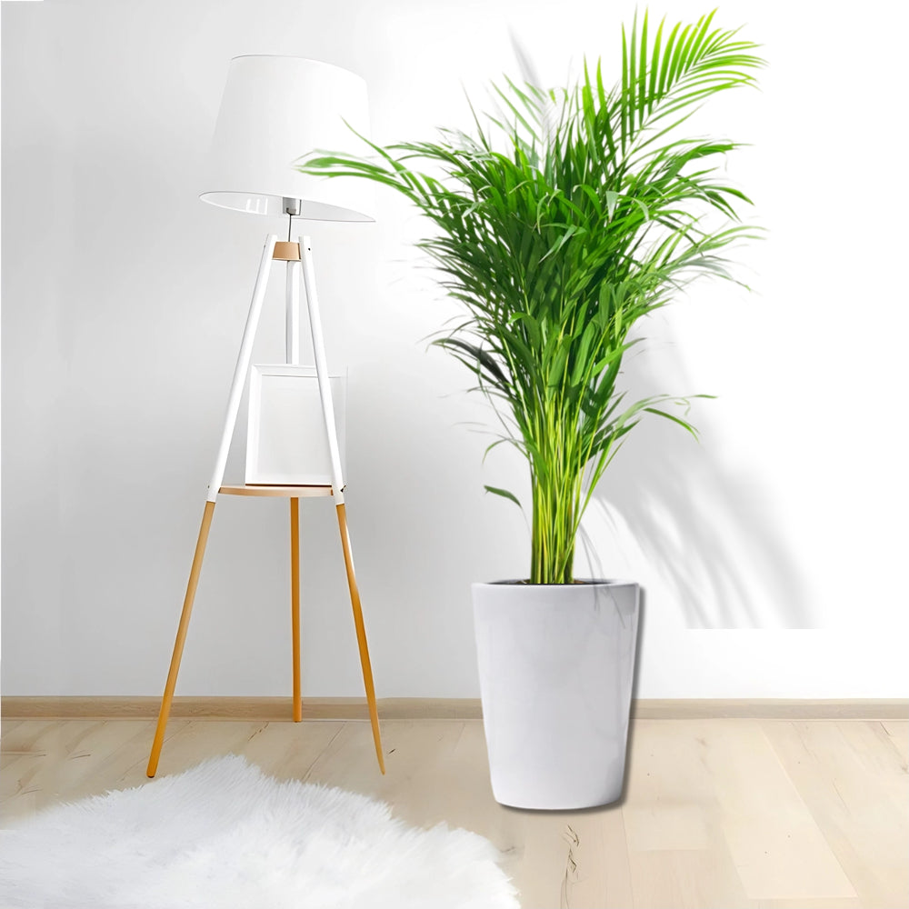 Chrysalidocarpus lutescens or Areca Palm Holland