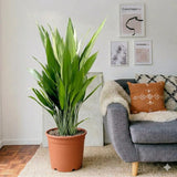 Aspiradas | Aspidistras Indoor Plant | Cast Iron Plant 0.8 - 1.0m