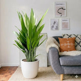 Aspiradas | Aspidistras Indoor Plant | Cast Iron Plant 0.8 - 1.0m