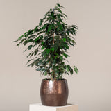 Ficus benjamina 'Danielle' Holland