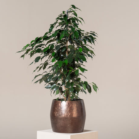 Ficus benjamina 'Danielle' Holland