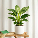 Philodendron Birkin | White wave | Birkin white wave 25-30cm