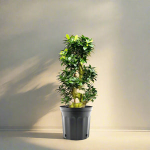 Indoor Bonsai Plants