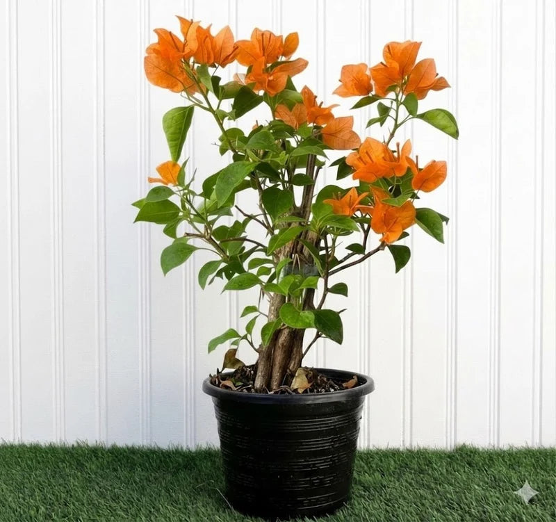 Bougainvillea spectabilis “30 to 160cm” Orange