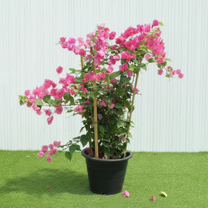 Climbing Plants