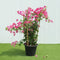 Outdoor Plants
