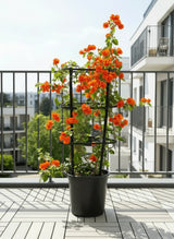 Bougainvillea spectabilis “30 to 160cm” Orange
