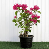 Bougainvillea spectabilis  “30 to 160cm” Dark Pink