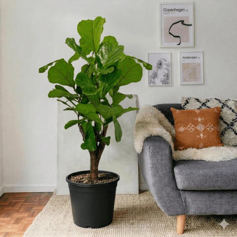Ficus Lyrata Branched "Fiddle Leaf Fig" 1.2-1.5m