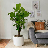 Ficus Lyrata Branched "Fiddle Leaf Fig" 1.2-1.5m