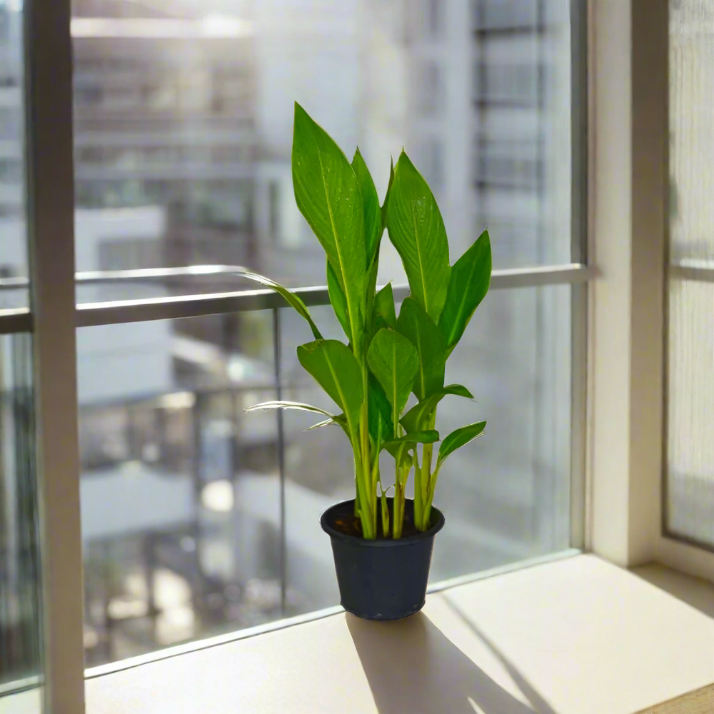 Canna indica or Canna Green