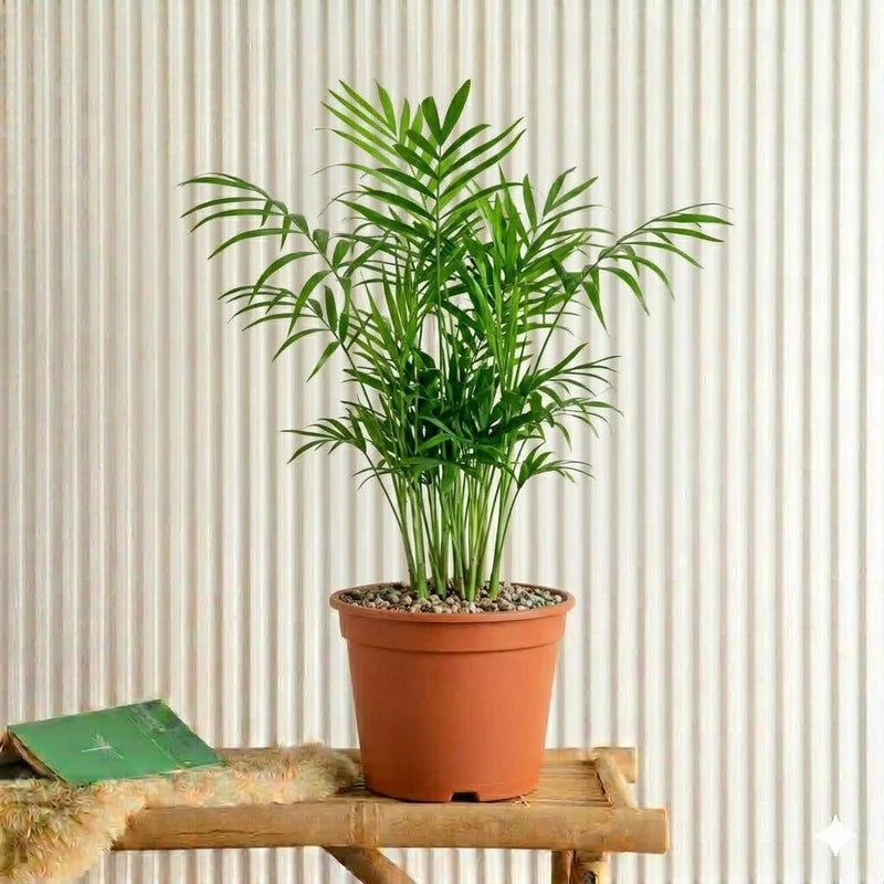 Chamaedorea Elegans, Parlour Palm or Bamboo Palm