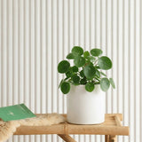 Pilea Peperomioides Mini "Chinese Money Plant"
