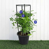 Clitoria Ternatea ,Butterfly Pea | Dubai Gardens Blue Beauty!