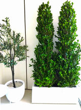 Ficus Cone  (1.8m to 2m) in Fiber Glass Pot(100x40x40)