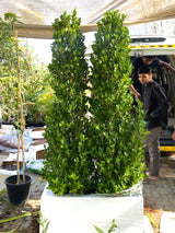 Ficus Cone  (1.8m to 2m) in Fiber Glass Pot(100x40x40)